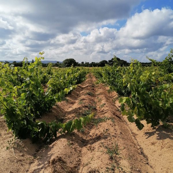 CANTINA DI CALASETTA DESEÁ CARIGNANO DEL SULCIS DOC