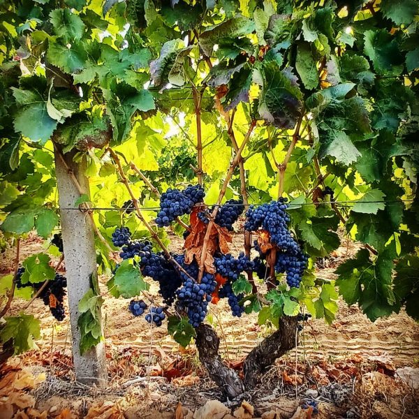 CANTINA DI CALASETTA BRICCO DELLE PIANE CARIGNANO DEL SULCIS DOC RISERVA