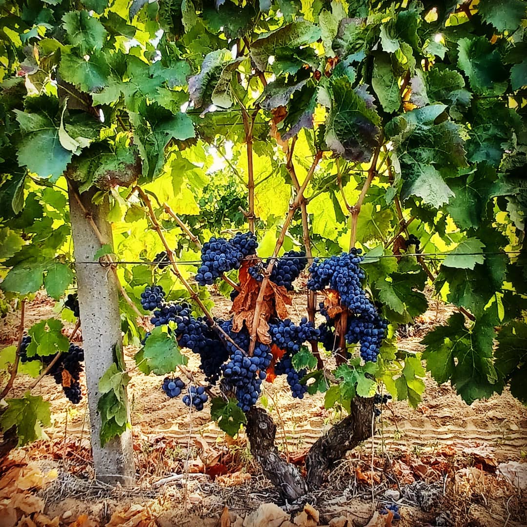 CANTINA DI CALASETTA BRICCO DELLE PIANE CARIGNANO DEL SULCIS DOC RISERVA - obrazek 11