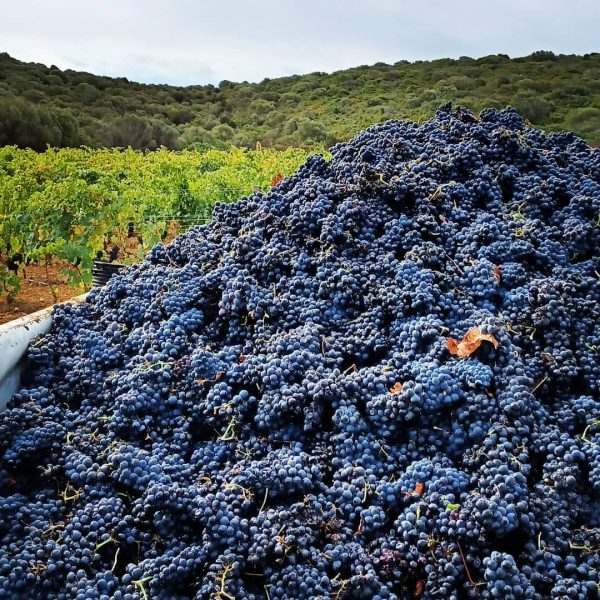 CANTINA DI CALASETTA DESEÁ CARIGNANO DEL SULCIS DOC