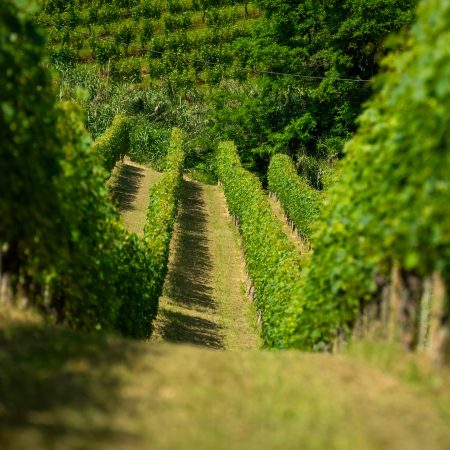 DAMILANO BARBERA D'ALBA DOC "LABLÙ" - obrazek 9