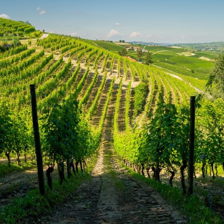 DAMILANO BARBERA D'ALBA DOC "LABLÙ" - obrazek 7