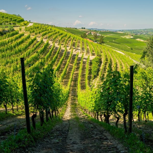 DAMILANO BARBERA D'ALBA DOC "LABLÙ"