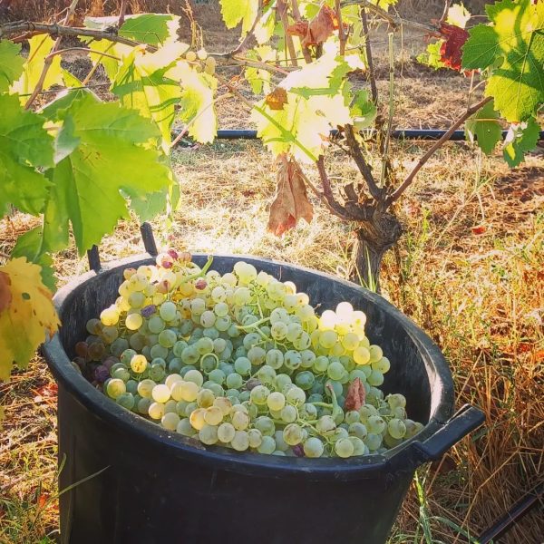 CANTINA DI CALASETTA DEMÀ VERMENTINO DI SARDEGNA DOC