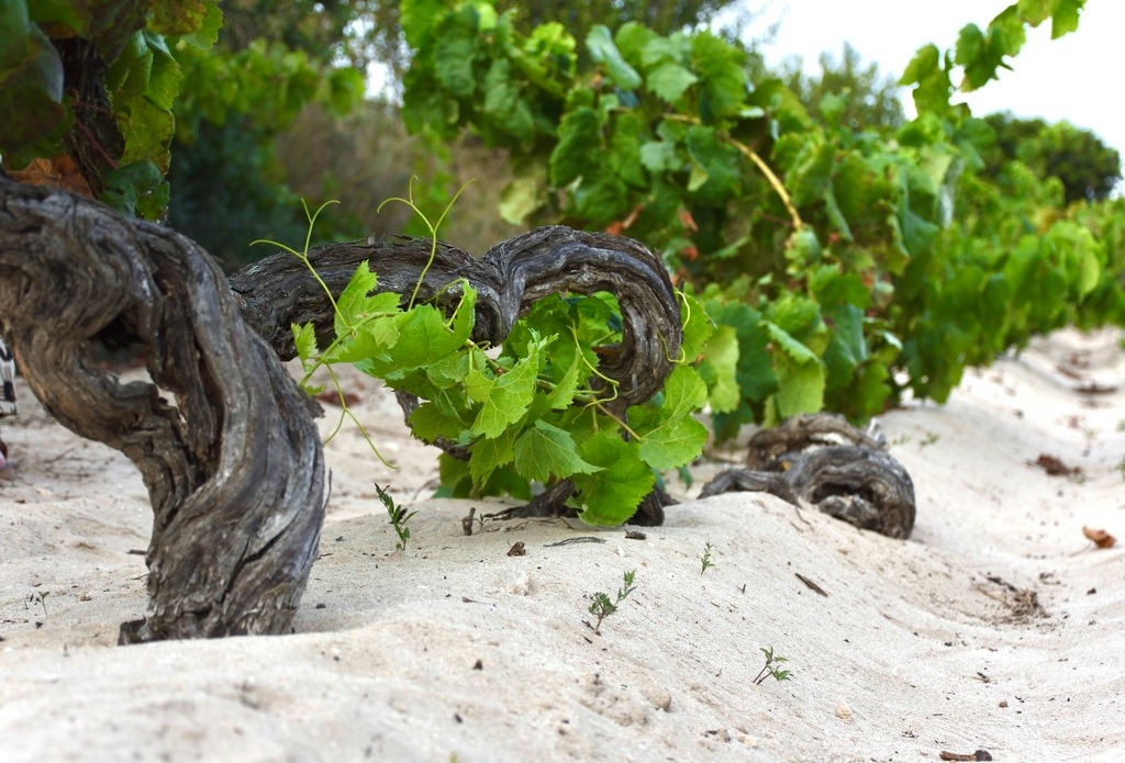 CANTINA DI CALASETTA DESEÁ CARIGNANO DEL SULCIS DOC - obrazek 9