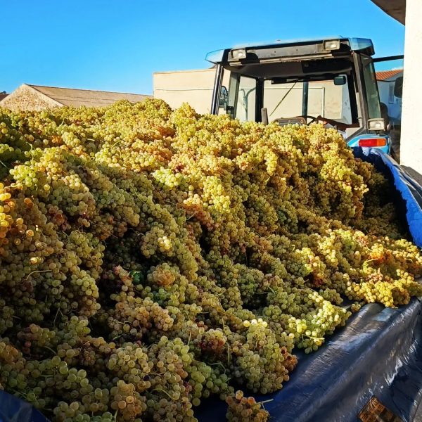 CANTINA DI CALASETTA DEMÀ VERMENTINO DI SARDEGNA DOC