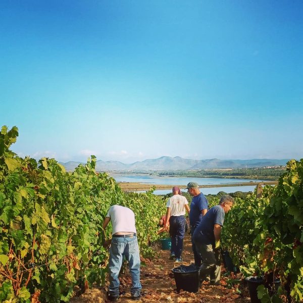 CANTINA DI CALASETTA DESEÁ CARIGNANO DEL SULCIS DOC