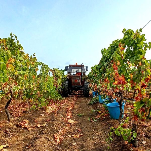 CANTINA DI CALASETTA DESEÁ CARIGNANO DEL SULCIS DOC