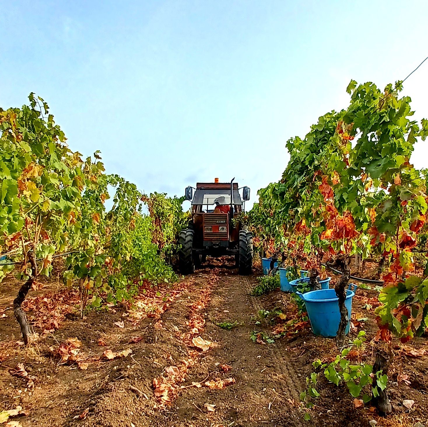 CANTINA DI CALASETTA DESEÁ CARIGNANO DEL SULCIS DOC - obrazek 14
