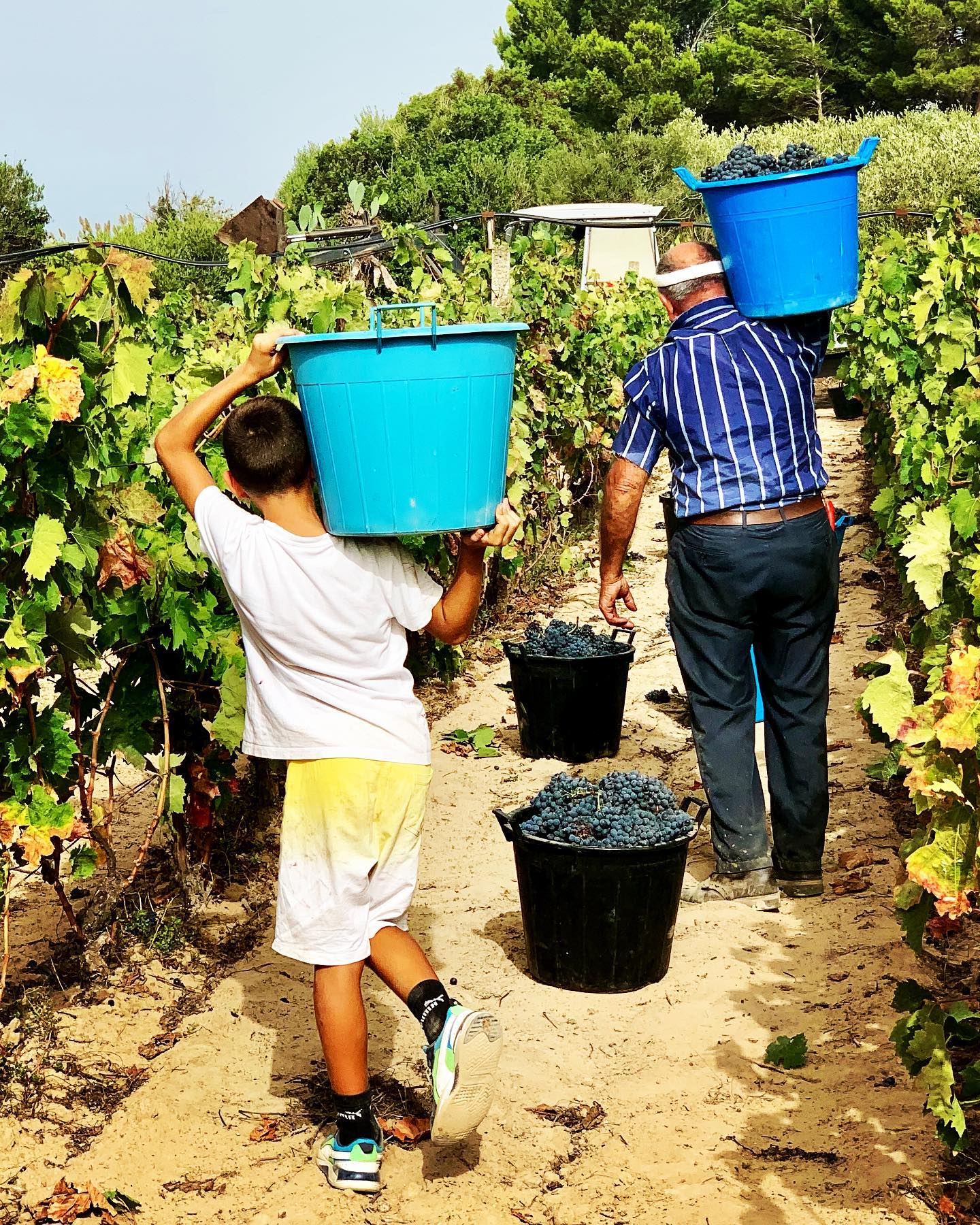 CANTINA DI CALASETTA DESEÁ CARIGNANO DEL SULCIS DOC - obrazek 13