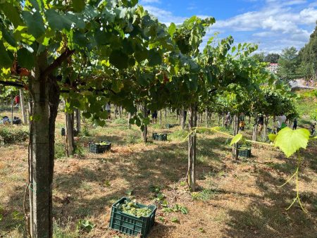 BODEGAS VILLANUEVA VILLANUEVA ALBARIÑO D.O. RIAS BAIXAS - obrazek 9