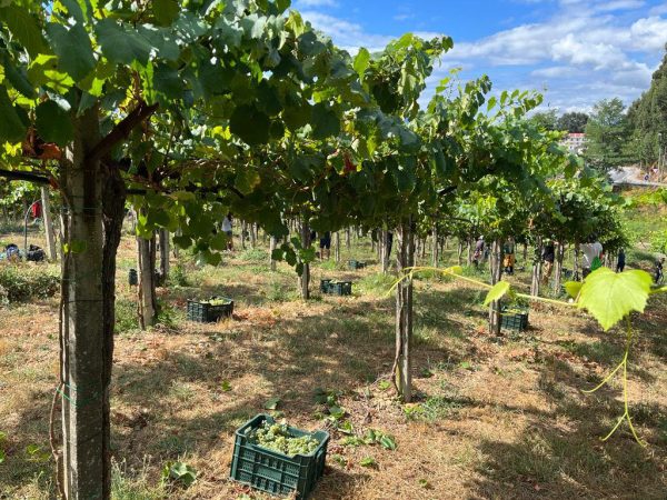 BODEGAS VILLANUEVA VILLANUEVA ALBARIÑO D.O. RIAS BAIXAS