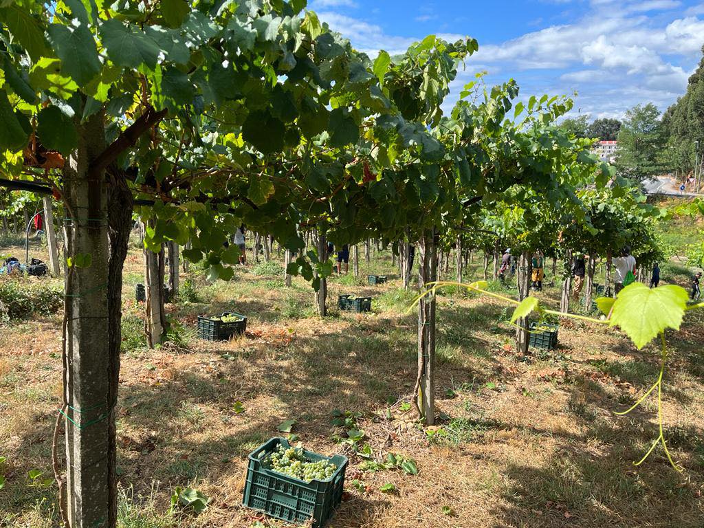 BODEGAS VILLANUEVA VILLANUEVA ALBARIÑO D.O. RIAS BAIXAS - obrazek 9