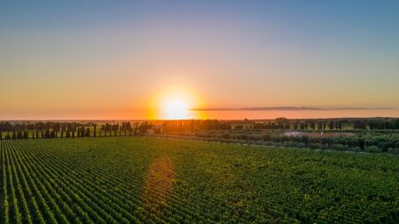 CAMPO ALLA SUGHERA ARIOSO IGT TOSCANA BIANCO - obrazek 12