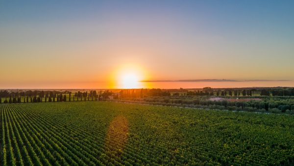 CAMPO ALLA SUGHERA ARIOSO IGT TOSCANA BIANCO