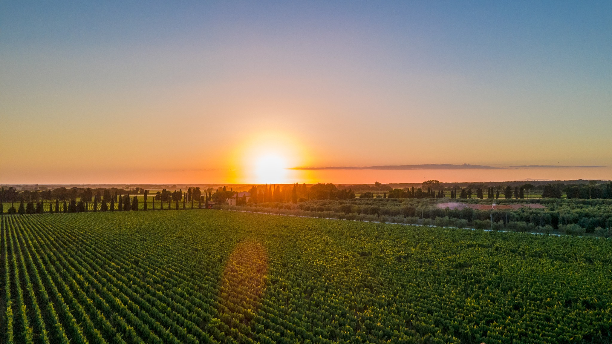 CAMPO ALLA SUGHERA ARIOSO IGT TOSCANA BIANCO - obrazek 12