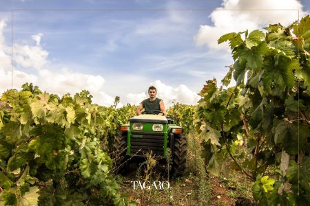TAGARO MANCINELLO NERO DI TROIA PUGLIA IGP - obrazek 16