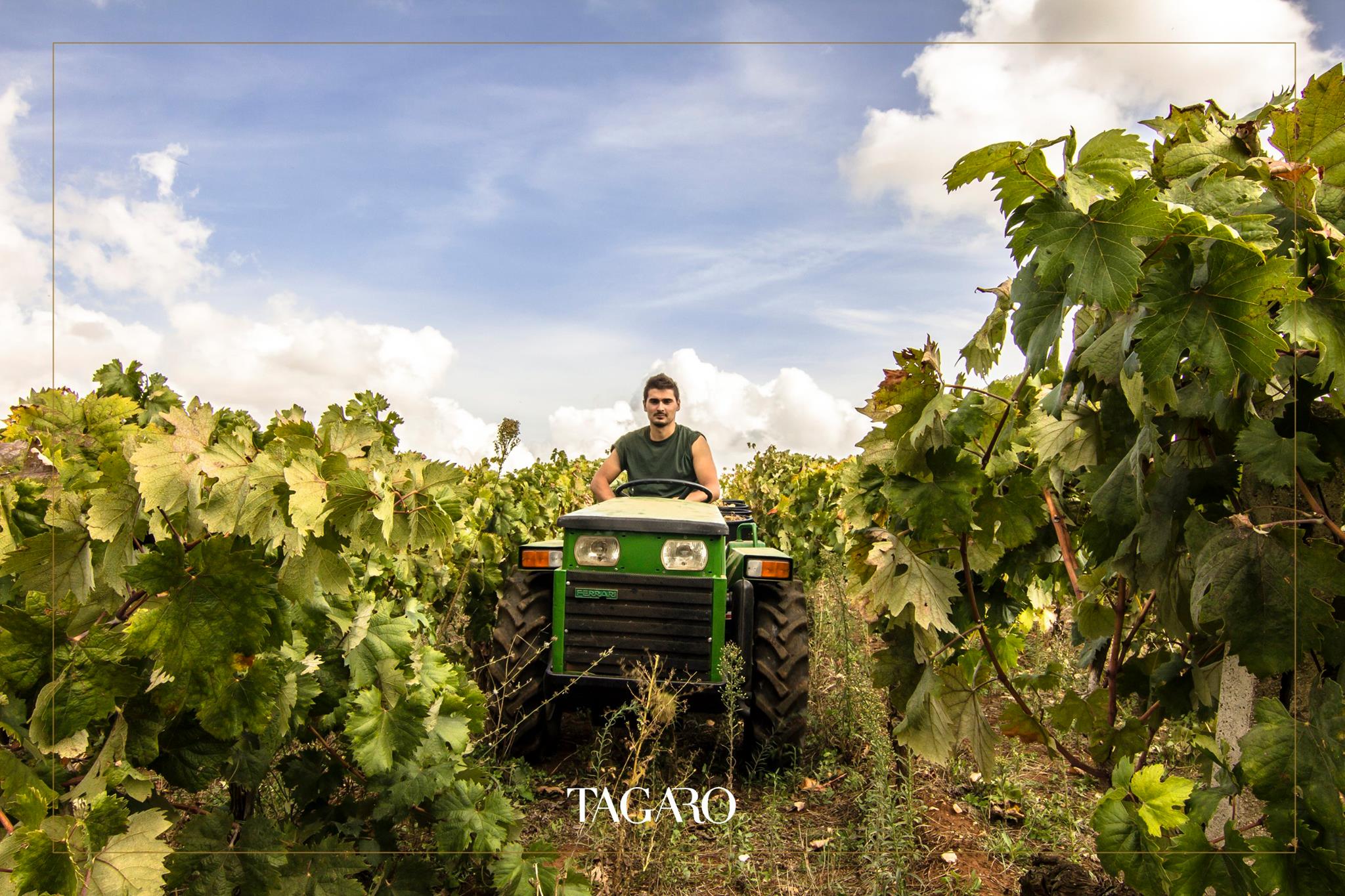 TAGARO MANCINELLO NERO DI TROIA PUGLIA IGP - obrazek 16