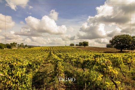 TAGARO MANCINELLO NERO DI TROIA PUGLIA IGP - obrazek 9