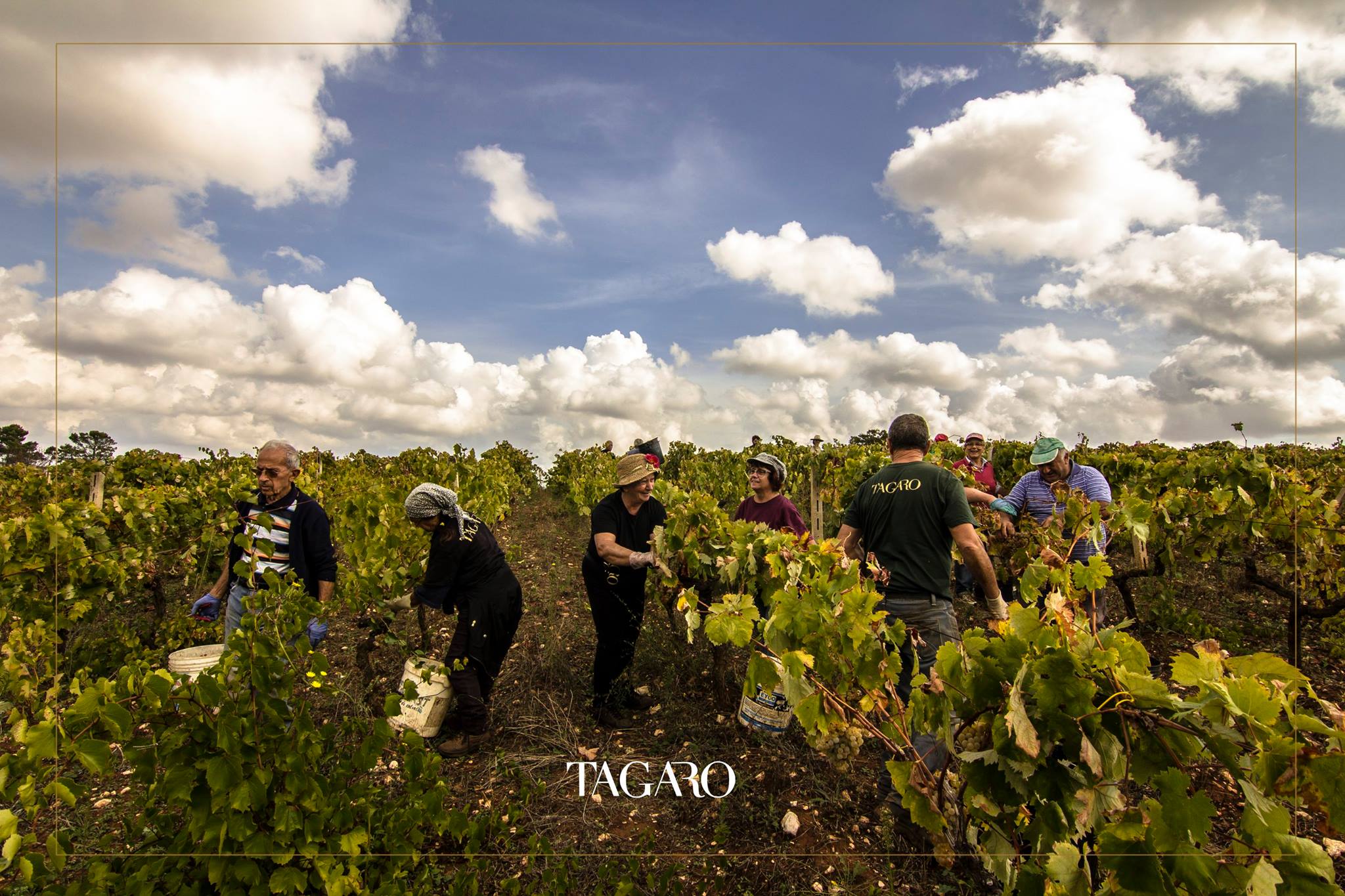 TAGARO MANCINELLO NERO DI TROIA PUGLIA IGP - obrazek 12