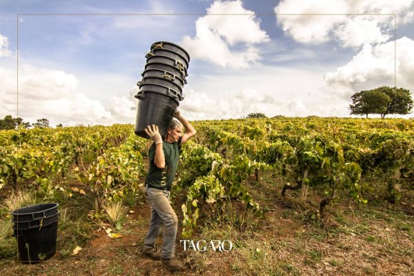 TAGARO MANCINELLO NERO DI TROIA PUGLIA IGP