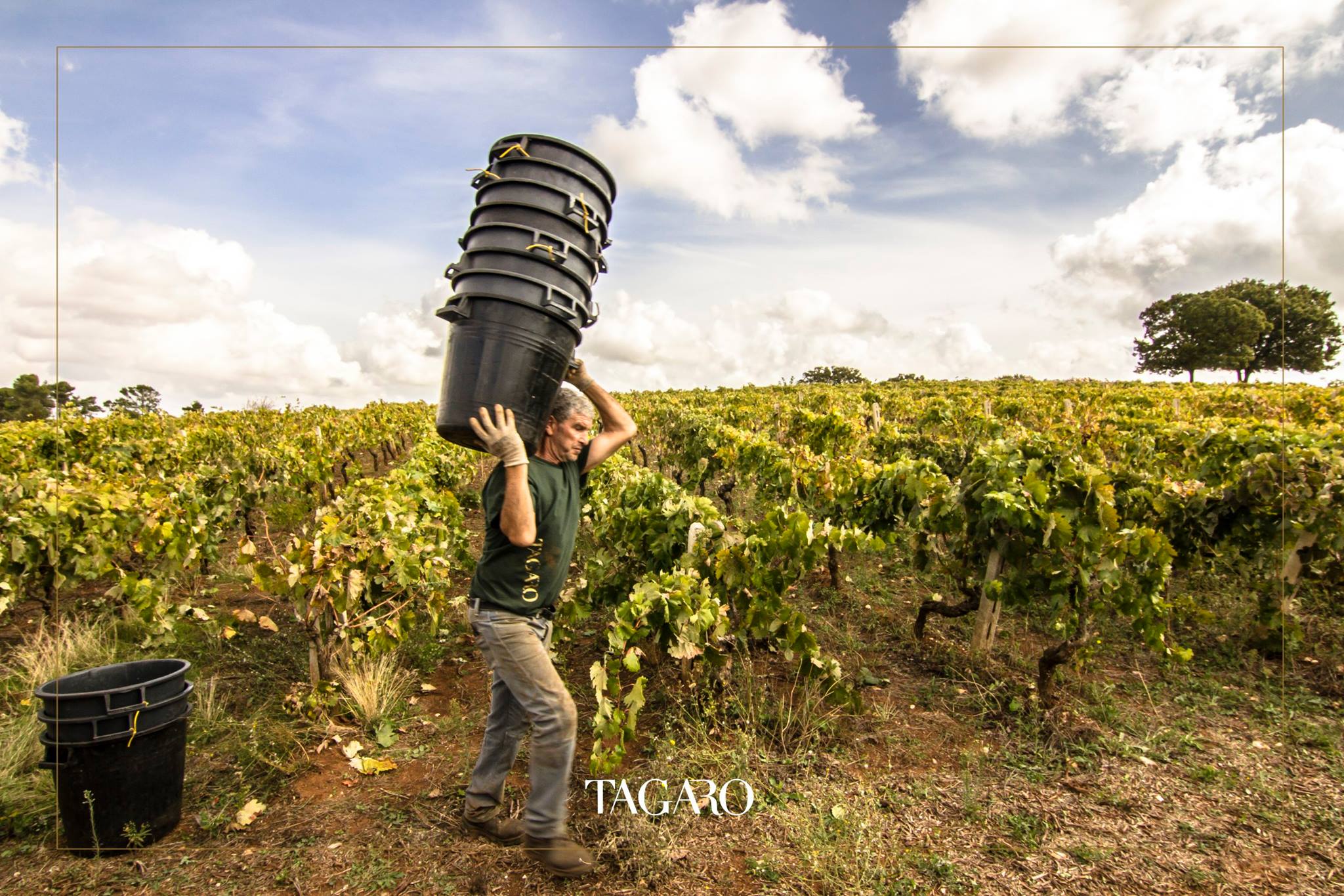 TAGARO MANCINELLO NERO DI TROIA PUGLIA IGP - obrazek 15