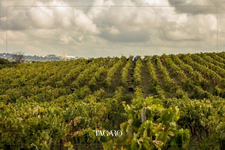 TAGARO MANCINELLO NERO DI TROIA PUGLIA IGP - obrazek 11