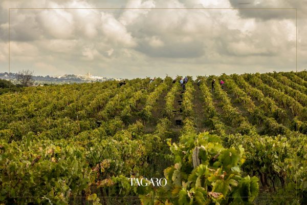 TAGARO MANCINELLO NERO DI TROIA PUGLIA IGP