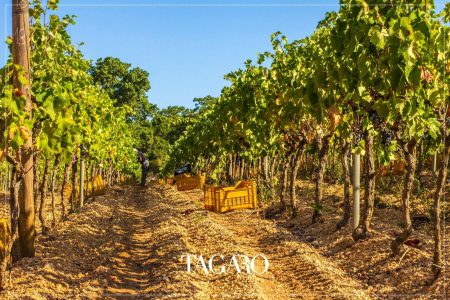 TAGARO MANCINELLO NERO DI TROIA PUGLIA IGP - obrazek 10