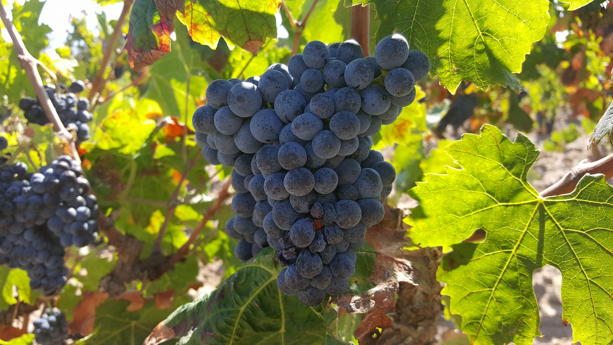 CANTINA DI CALASETTA DESEÁ CARIGNANO DEL SULCIS DOC - obrazek 10