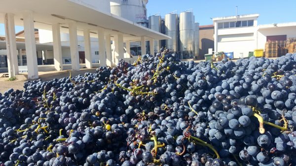CANTINA DI CALASETTA DESEÁ CARIGNANO DEL SULCIS DOC