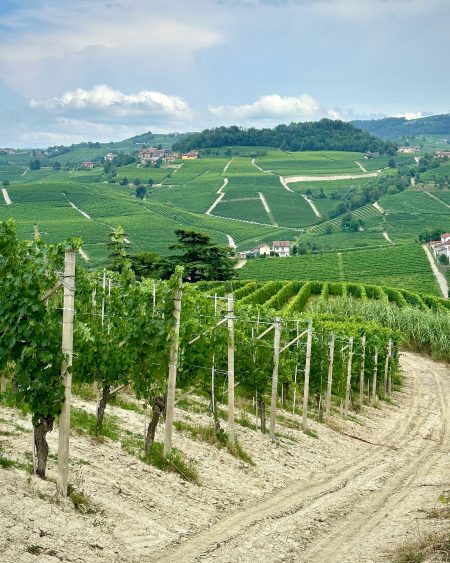 DAMILANO BARBERA D'ALBA DOC "LABLÙ" - obrazek 6