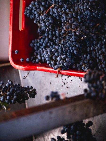 CAMPO ALLA SUGHERA ADÈO BOLGHERI ROSSO DOC - obrazek 15