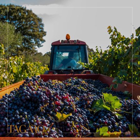 TAGARO MANCINELLO NERO DI TROIA PUGLIA IGP - obrazek 17