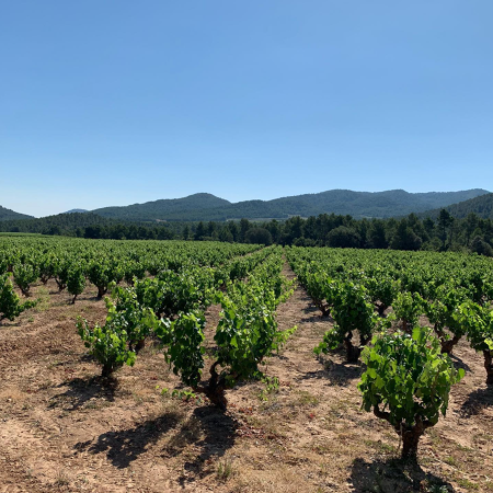 DE NARIZ COUPAGE MONASTRELL - SYRAH - obrazek 9