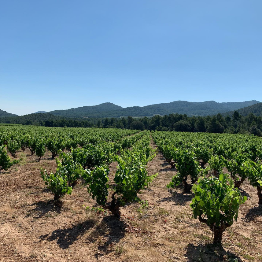 DE NARIZ COUPAGE MONASTRELL - SYRAH - obrazek 9