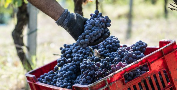 DAMILANO BARBERA D'ALBA DOC "LABLÙ"