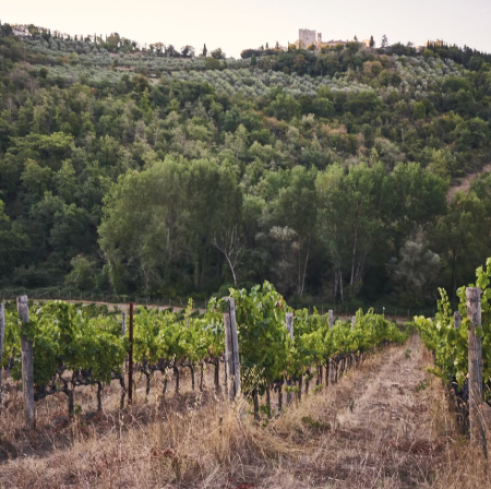 CASTELLO DI MELETO CHIANTI CLASSICO RISERVA DOCG - obrazek 19
