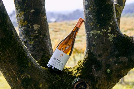 BODEGAS VILLANUEVA TERRA DE AYTONA ALBARIÑO D.O. RIAS BAIXAS - obrazek 3