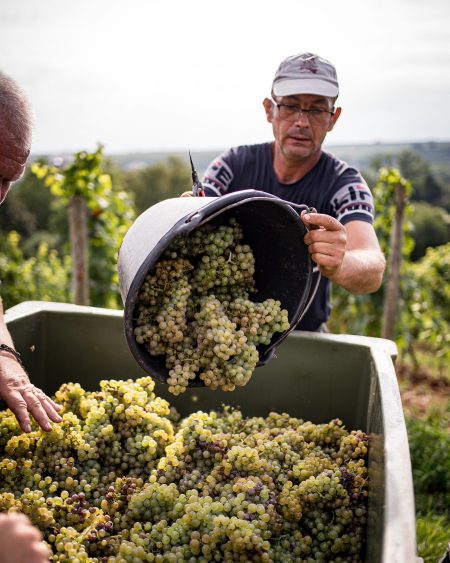 ST. ANTONY RIESLING K.O.S FEINHERB RHEINHESSEN - obrazek 8