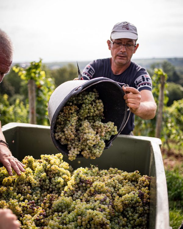 ST. ANTONY RIESLING K.O.S FEINHERB RHEINHESSEN
