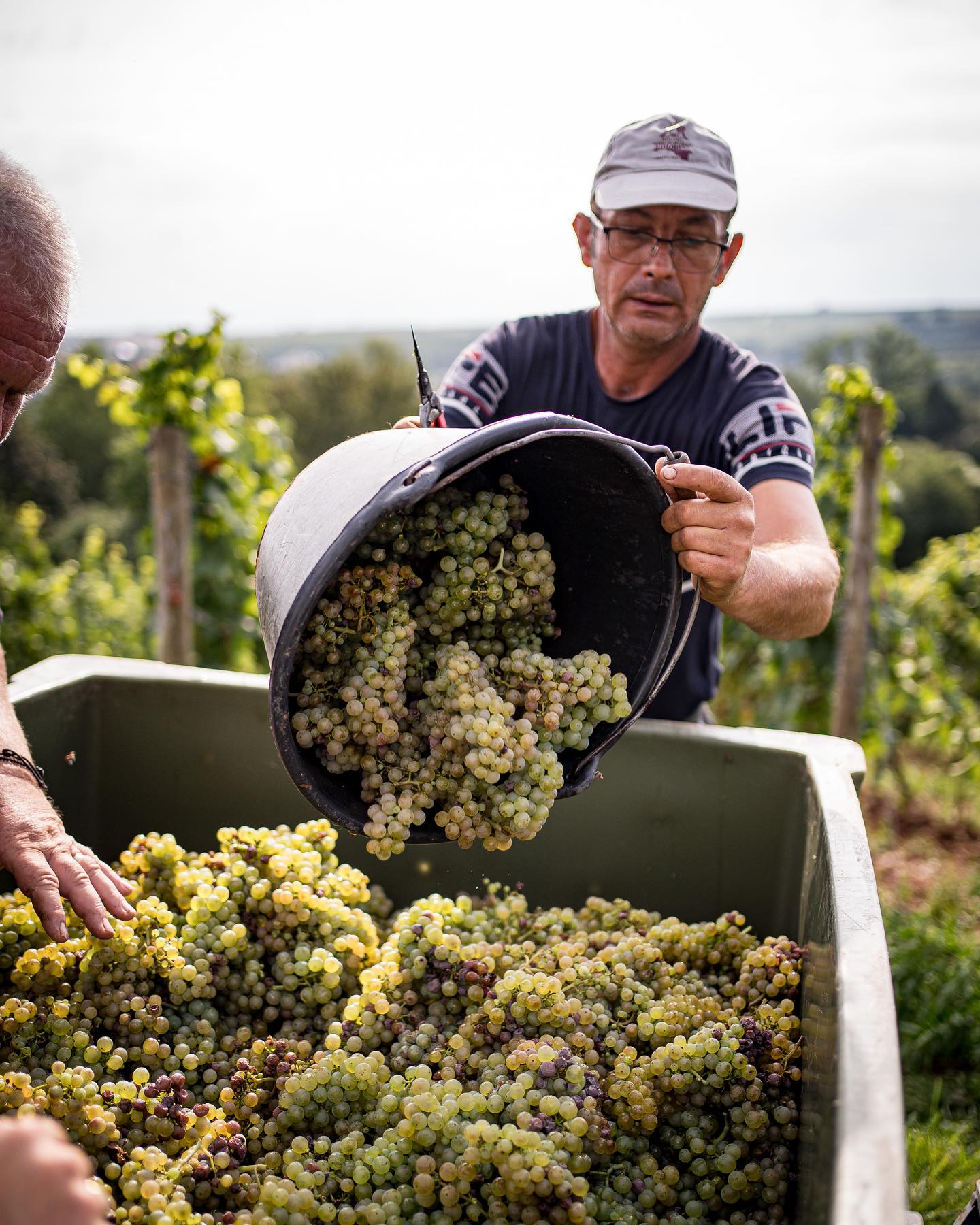 ST. ANTONY RIESLING K.O.S FEINHERB RHEINHESSEN - obrazek 8