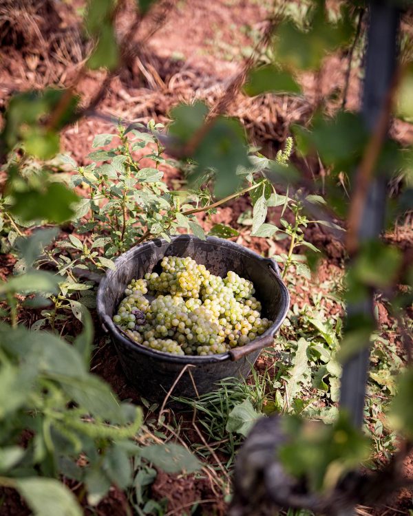 ST. ANTONY RIESLING K.O.S FEINHERB RHEINHESSEN