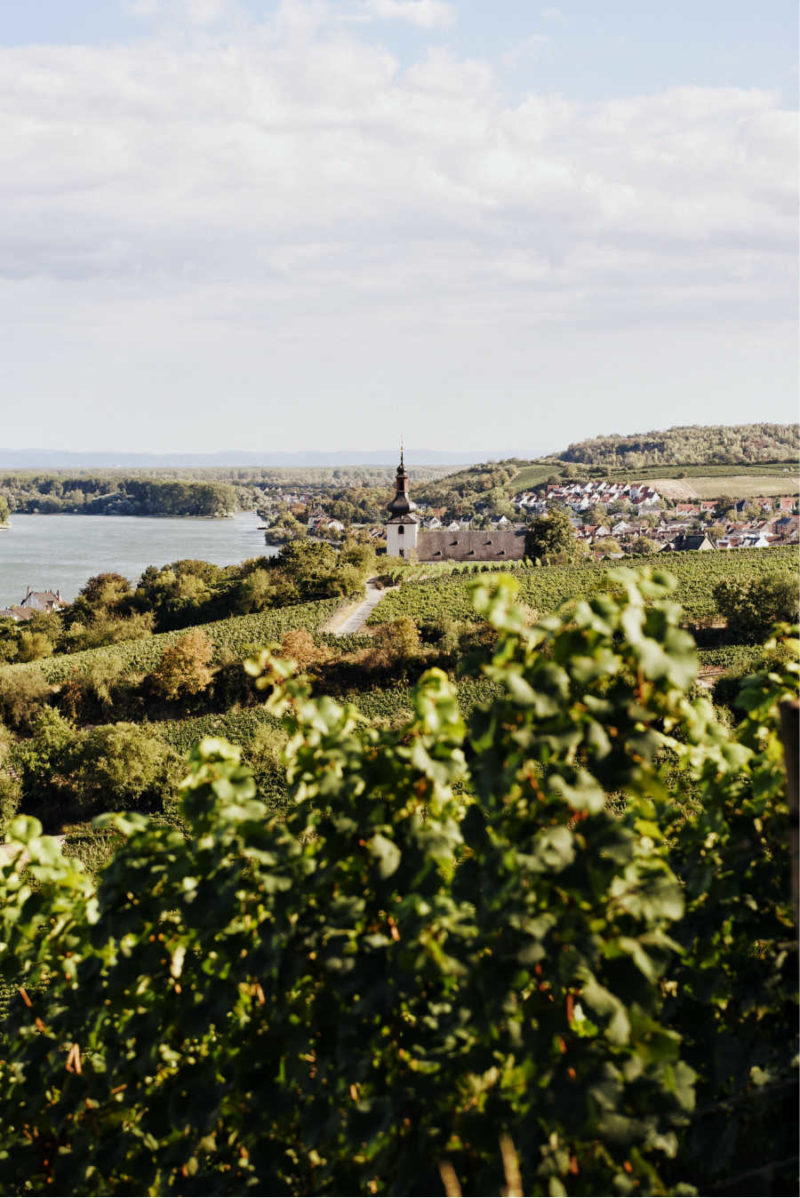 ST. ANTONY RIESLING K.O.S FEINHERB RHEINHESSEN - obrazek 5