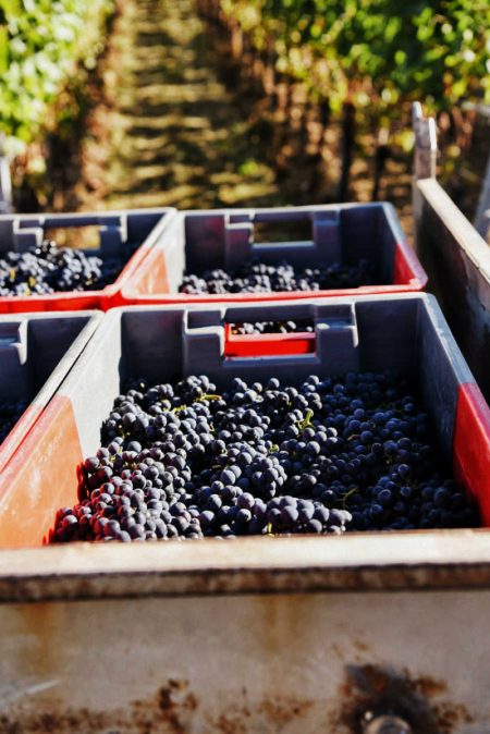 ST. ANTONY NIERSTEIN BLAUFRÄNKISCH RHEINHESSEN - obrazek 8