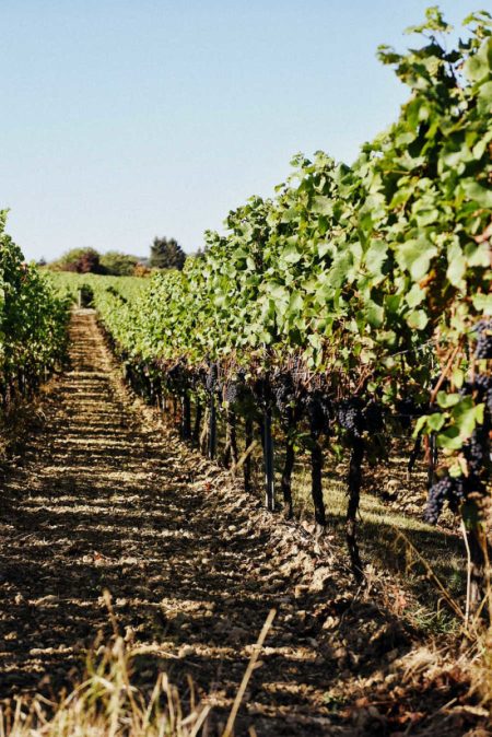 ST. ANTONY NIERSTEIN BLAUFRÄNKISCH RHEINHESSEN - obrazek 6