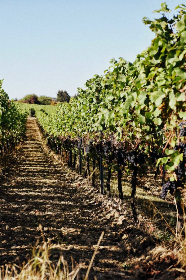ST. ANTONY NIERSTEIN BLAUFRÄNKISCH RHEINHESSEN