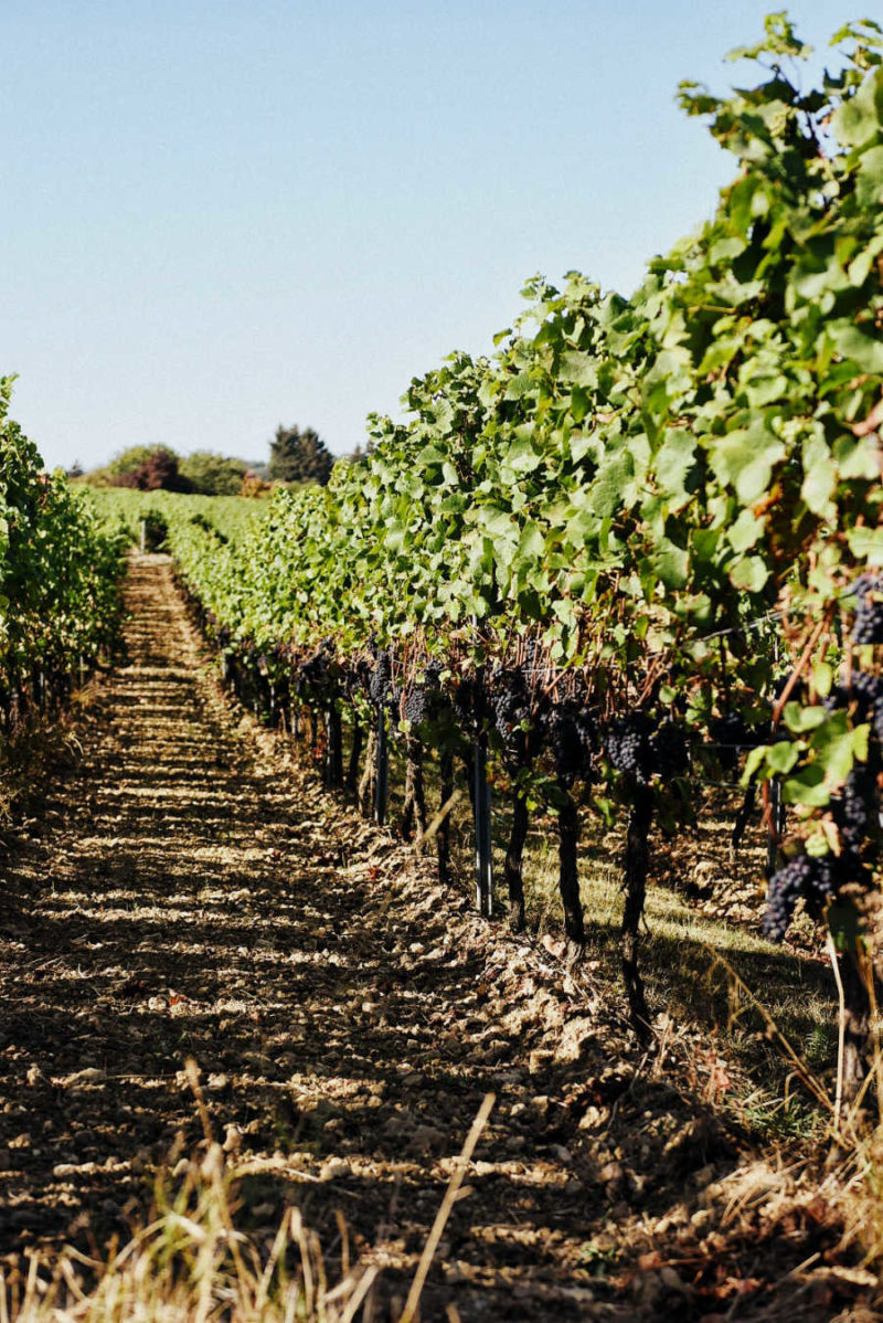 ST. ANTONY NIERSTEIN BLAUFRÄNKISCH RHEINHESSEN - obrazek 6