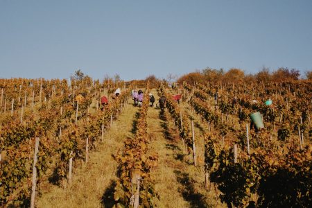 ST. ANTONY RIESLING K.O.S FEINHERB RHEINHESSEN - obrazek 3