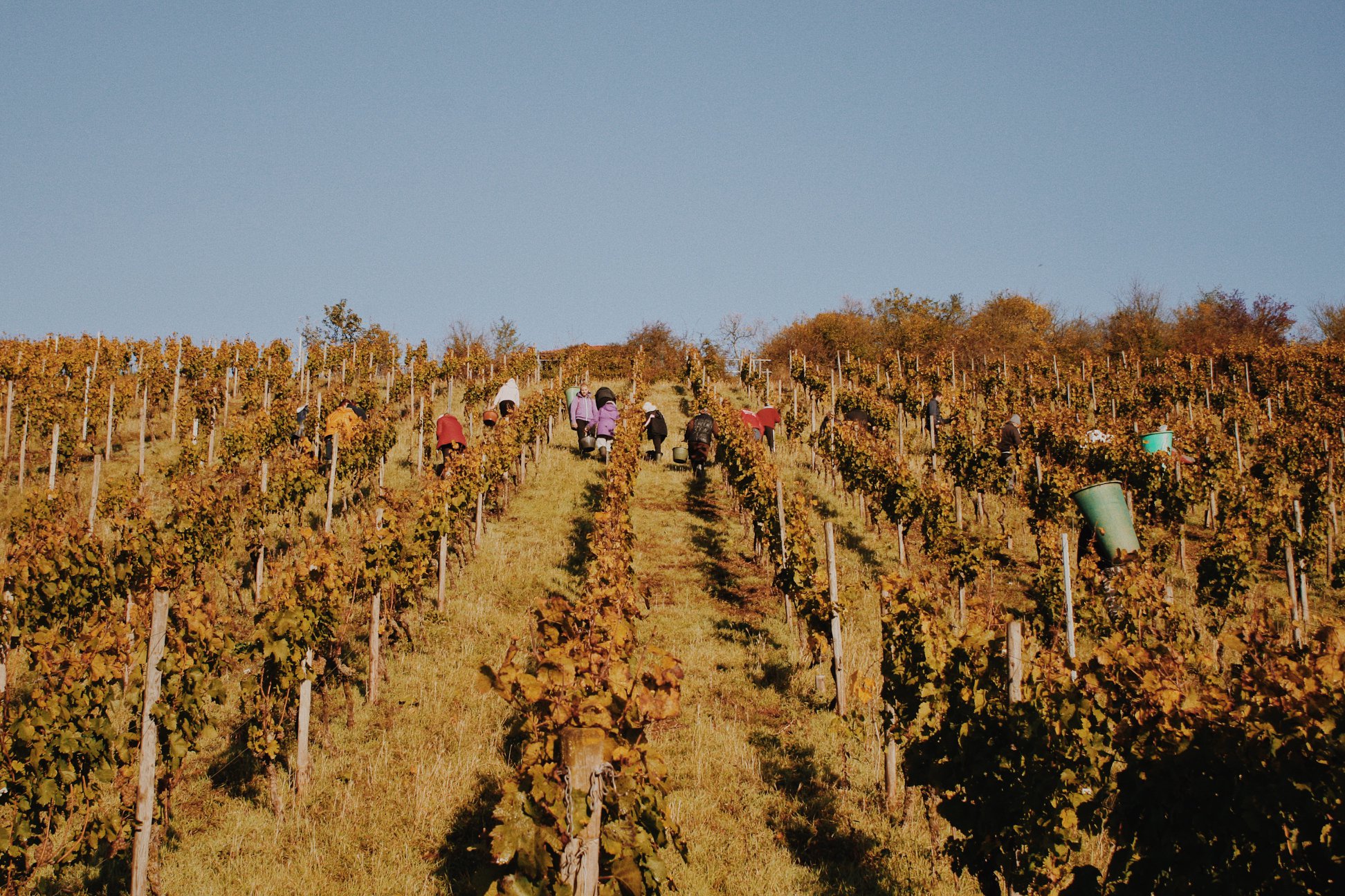 ST. ANTONY RIESLING K.O.S FEINHERB RHEINHESSEN - obrazek 3